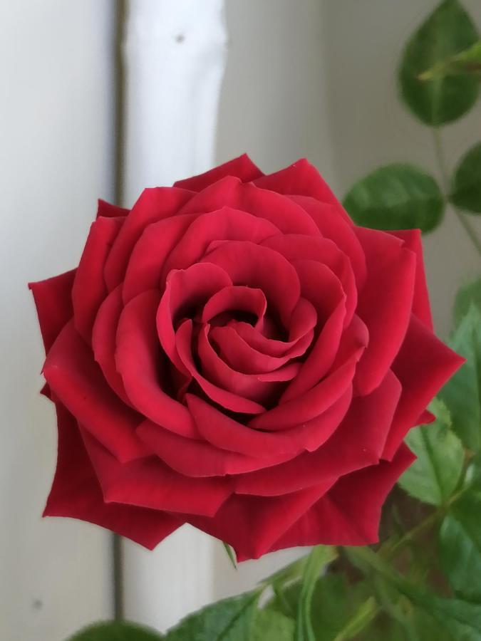 Red Rose Stresa Exterior foto